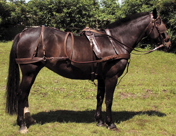 Windsor Oily Leather Harness